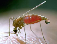 bloodsucker malaria mosquito death